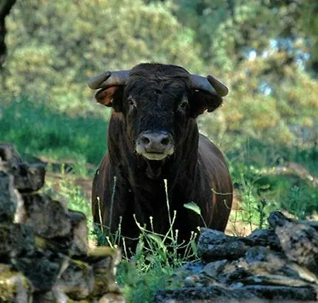 Tu Hogar En Ronda, La Ciudad Sonada Lägenhet Ronda